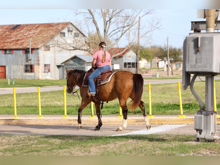 American Quarter Horse Wałach 14 lat 142 cm Jelenia in Forney