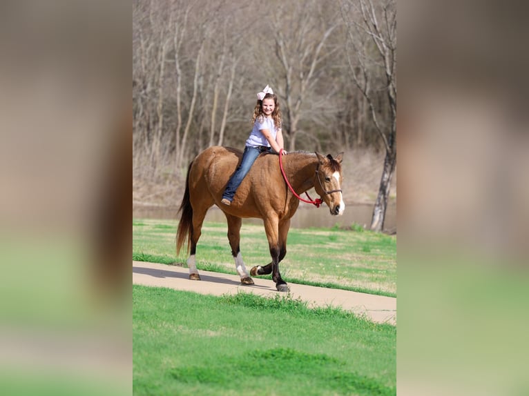 American Quarter Horse Wałach 14 lat 142 cm Jelenia in Forney