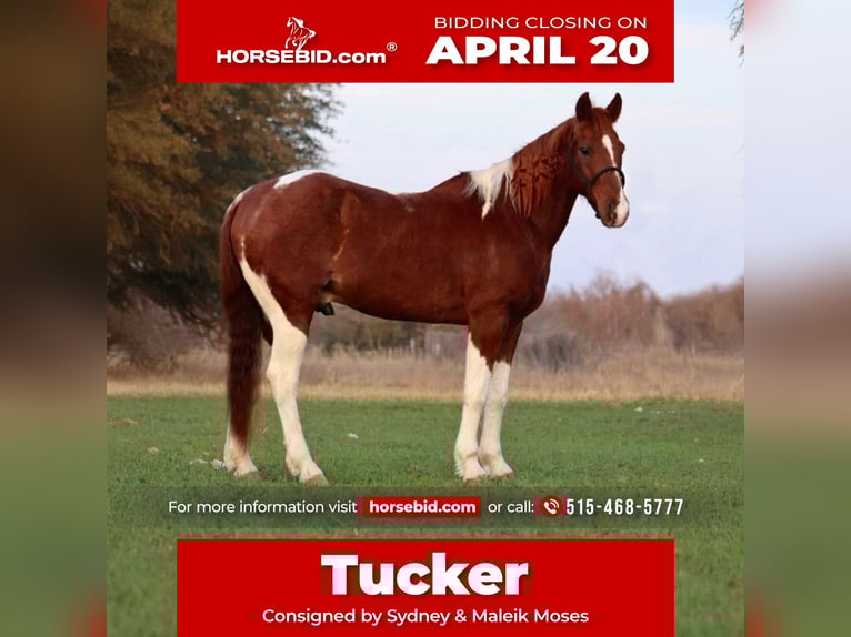 American Quarter Horse Wałach 14 lat 142 cm Srokata in Stephenville