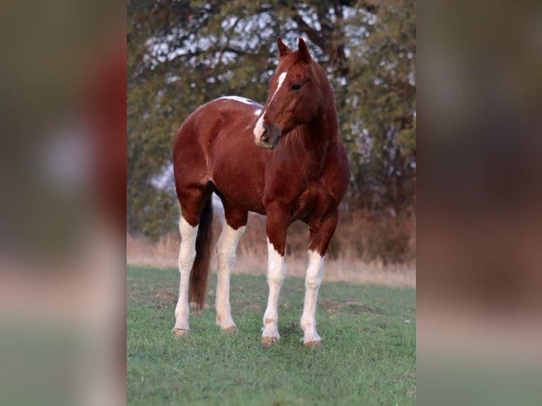 American Quarter Horse Wałach 14 lat 142 cm Srokata in Stephenville
