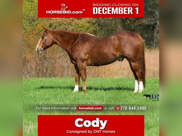 American Quarter Horse Wałach 14 lat 147 cm Ciemnokasztanowata in Henderson