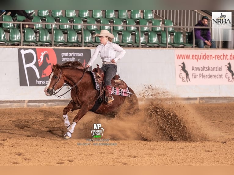 American Quarter Horse Wałach 14 lat 148 cm Gniada in Sulzbach-Rosenberg
