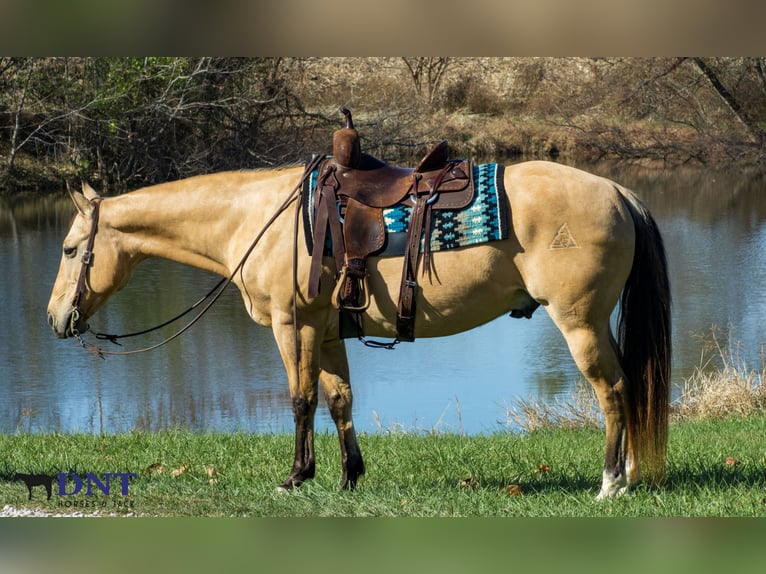 American Quarter Horse Wałach 14 lat 150 cm Bułana in Henderson