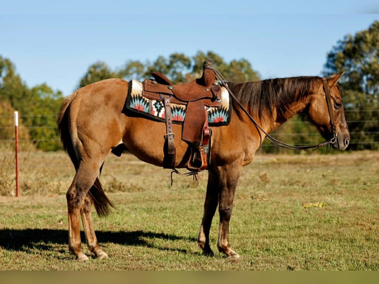 American Quarter Horse Wałach 14 lat 150 cm Bułana in Quitman AR