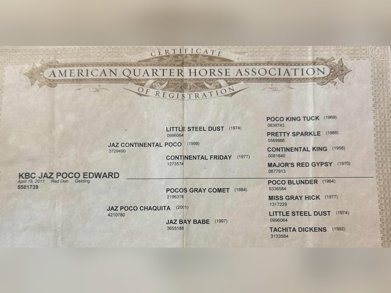 American Quarter Horse Wałach 14 lat 150 cm Bułana in Quitman AR