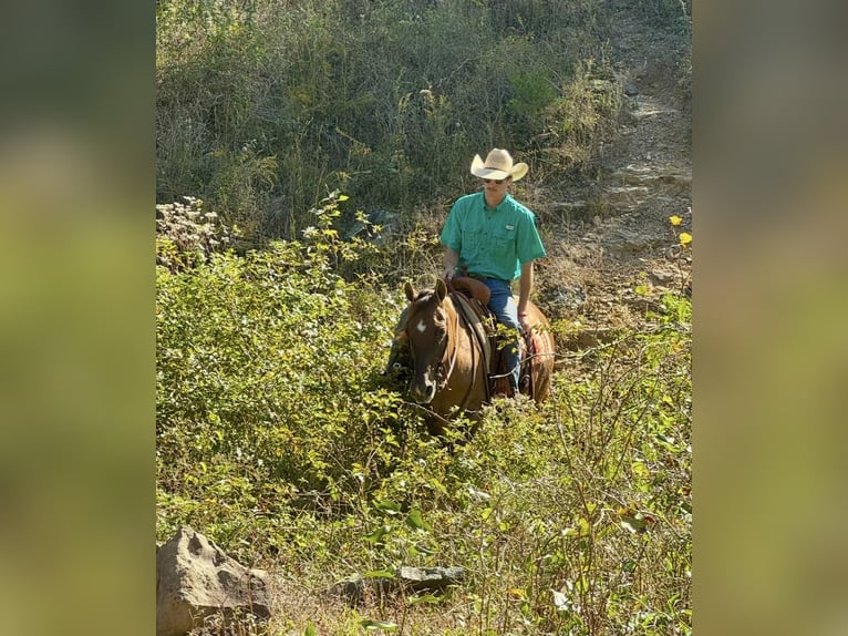 American Quarter Horse Wałach 14 lat 150 cm Bułana in Quitman AR