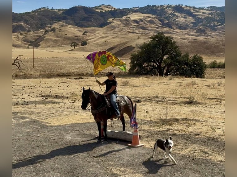 American Quarter Horse Wałach 14 lat 150 cm Gniadodereszowata in Paicines CA