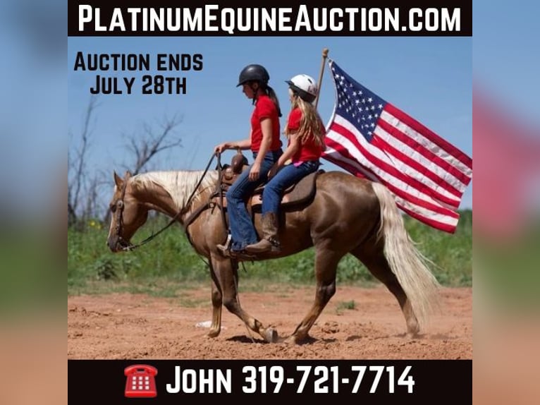 American Quarter Horse Wałach 14 lat 150 cm Izabelowata in Lisbon, IA