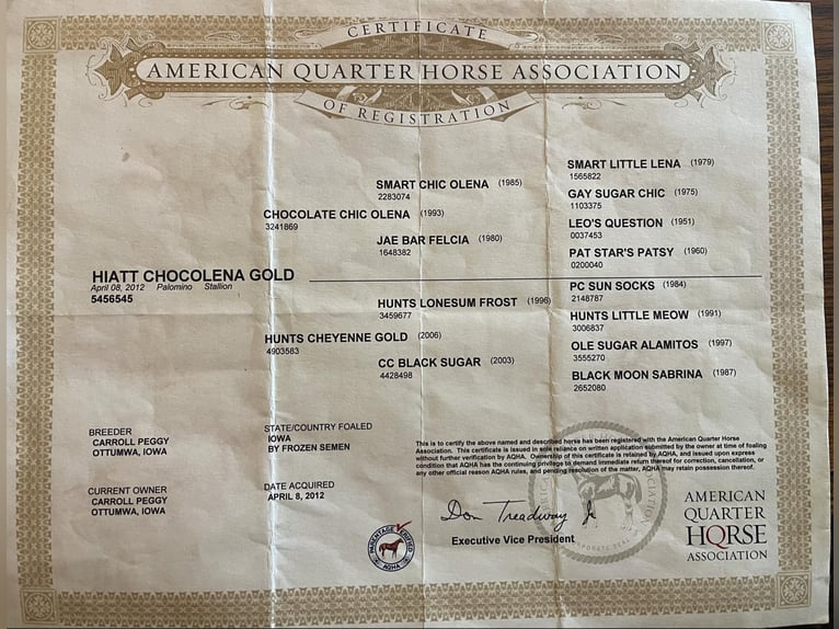 American Quarter Horse Wałach 14 lat 150 cm Izabelowata in Lisbon, IA