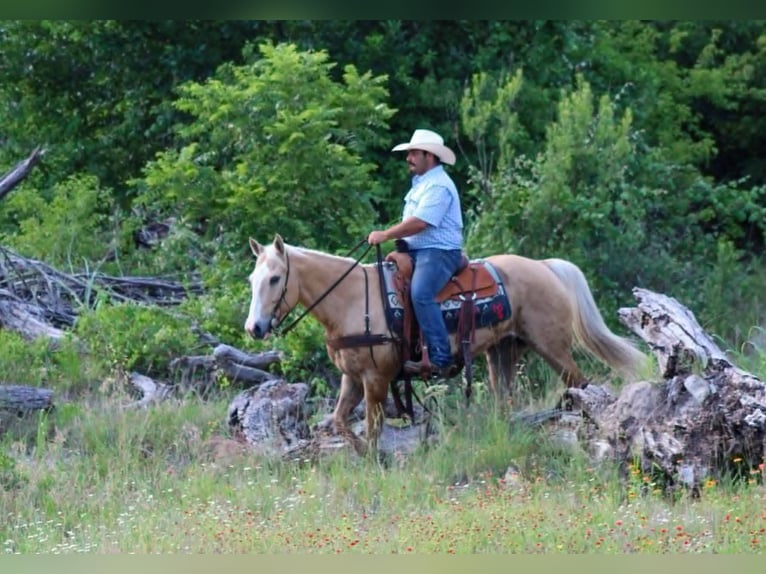 American Quarter Horse Wałach 14 lat 150 cm Izabelowata in Stephenville TX