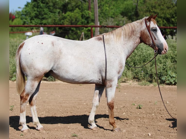 American Quarter Horse Wałach 14 lat 150 cm Kasztanowatodereszowata in Stephenville TX