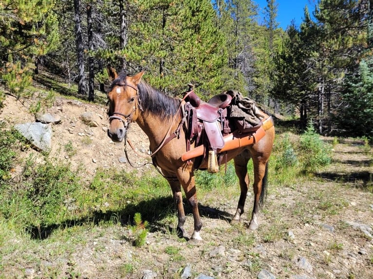 American Quarter Horse Wałach 14 lat 152 cm Bułana in Weston