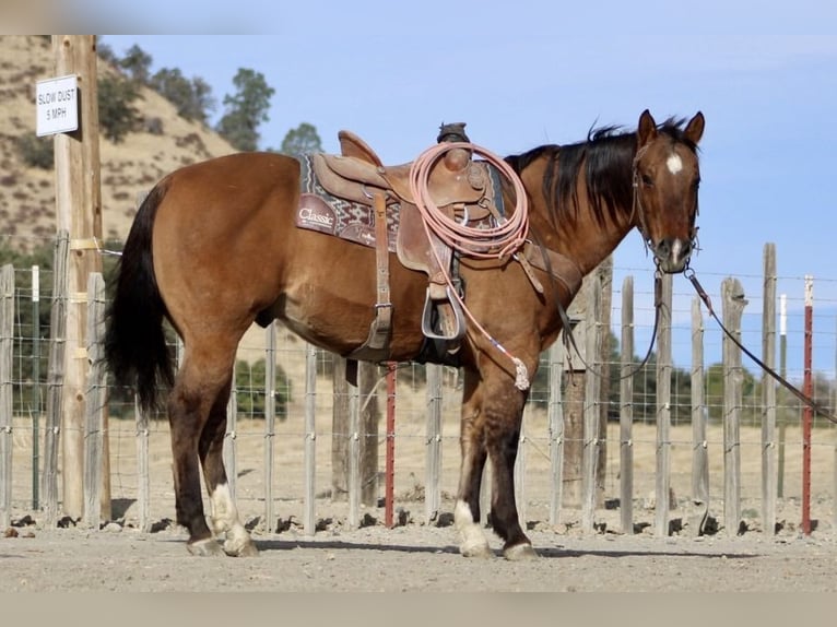 American Quarter Horse Wałach 14 lat 152 cm Bułana in Paicines CA