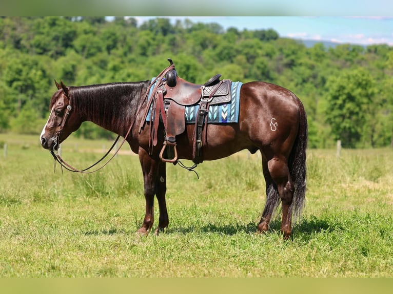 American Quarter Horse Wałach 14 lat 152 cm Ciemnokasztanowata in Beaver Springs