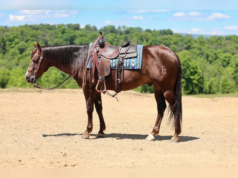 American Quarter Horse Wałach 14 lat 152 cm Ciemnokasztanowata in Beaver Springs