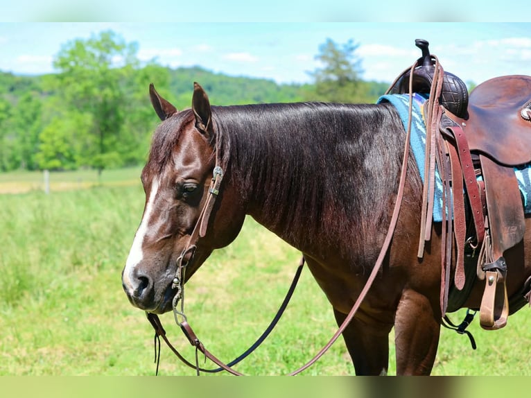 American Quarter Horse Wałach 14 lat 152 cm Ciemnokasztanowata in Beaver Springs