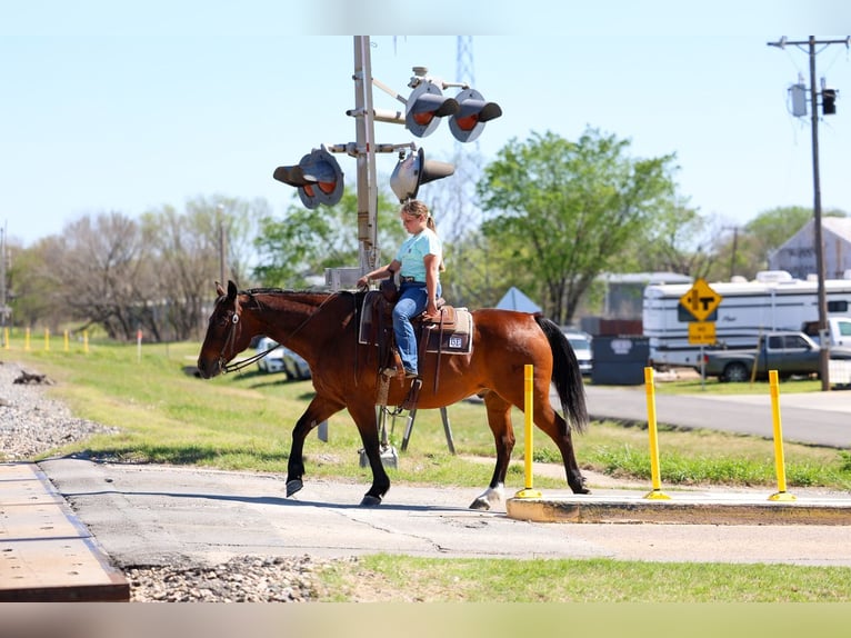 American Quarter Horse Wałach 14 lat 152 cm Gniada in Forney