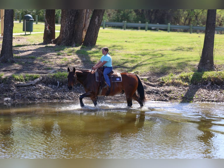American Quarter Horse Wałach 14 lat 152 cm Gniada in Forney