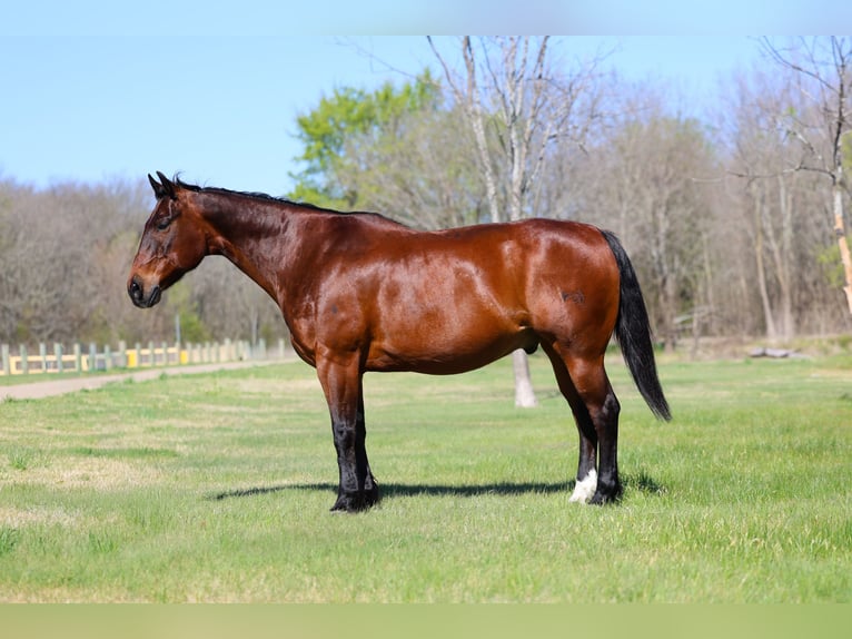 American Quarter Horse Wałach 14 lat 152 cm Gniada in Forney