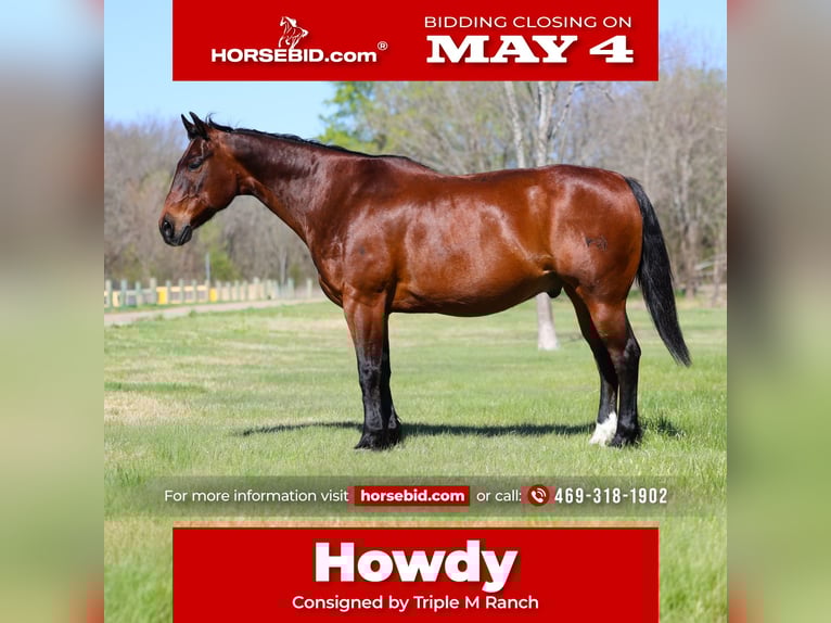 American Quarter Horse Wałach 14 lat 152 cm Gniada in Forney