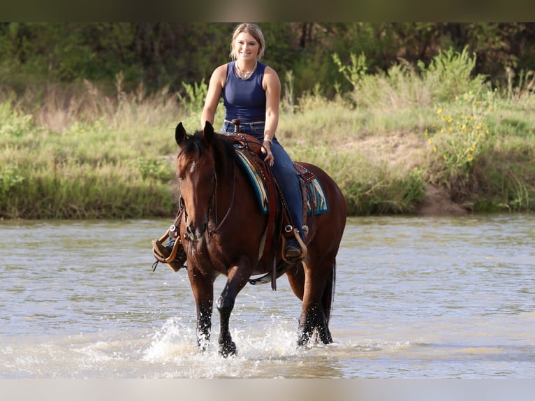 American Quarter Horse Wałach 14 lat 152 cm Gniada in Mineral Wells