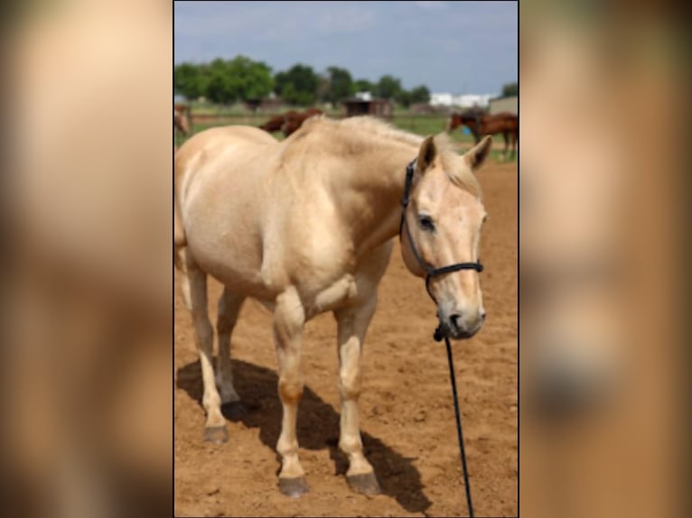 American Quarter Horse Wałach 14 lat 152 cm Izabelowata in Stephenville