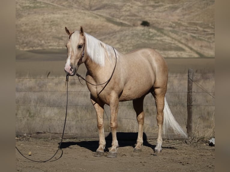 American Quarter Horse Wałach 14 lat 152 cm Izabelowata in Paicines CA