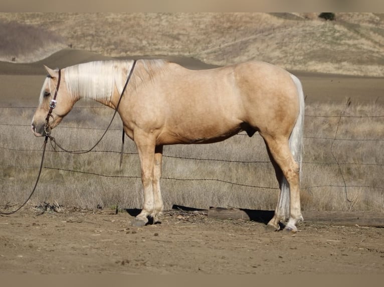 American Quarter Horse Wałach 14 lat 152 cm Izabelowata in Paicines CA