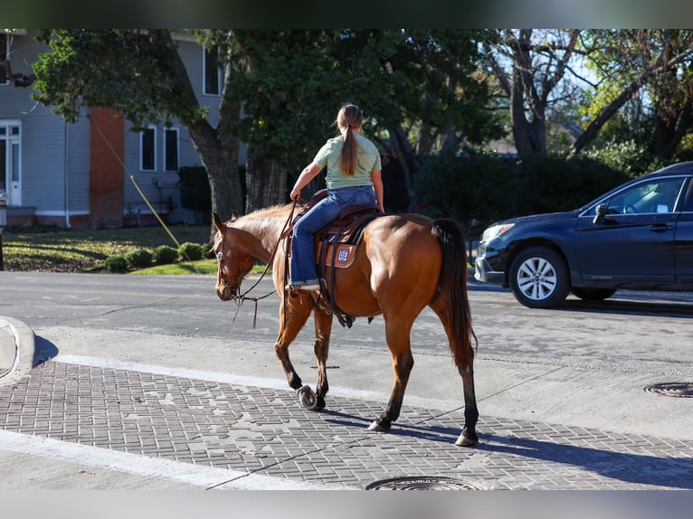 American Quarter Horse Wałach 14 lat 152 cm Jelenia in Forney