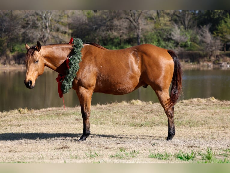 American Quarter Horse Wałach 14 lat 152 cm Jelenia in Forney