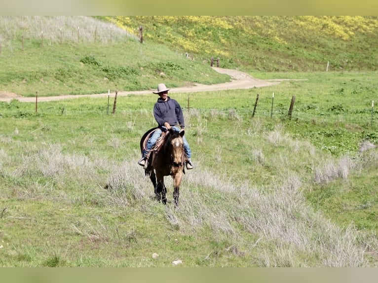 American Quarter Horse Wałach 14 lat 152 cm Jelenia in Tres Pinos