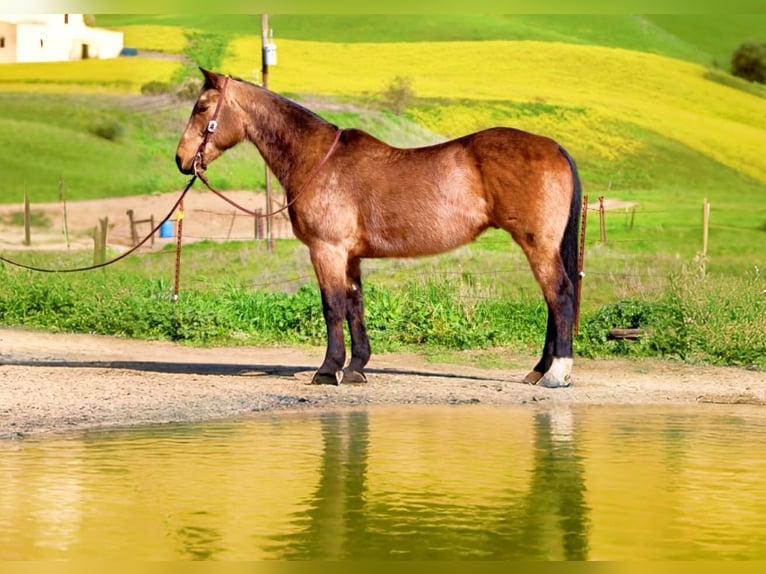 American Quarter Horse Wałach 14 lat 152 cm Jelenia in Tres Pinos