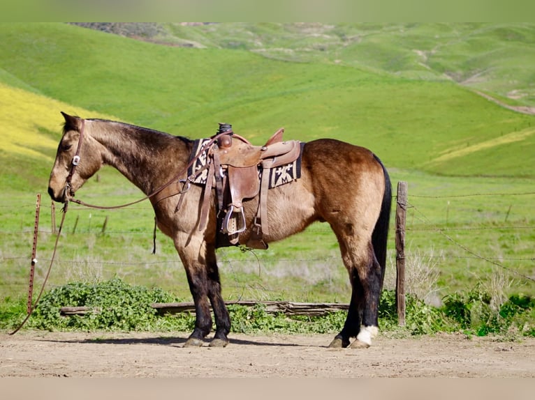 American Quarter Horse Wałach 14 lat 152 cm Jelenia in Tres Pinos