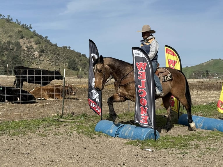 American Quarter Horse Wałach 14 lat 152 cm Jelenia in Tres Pinos