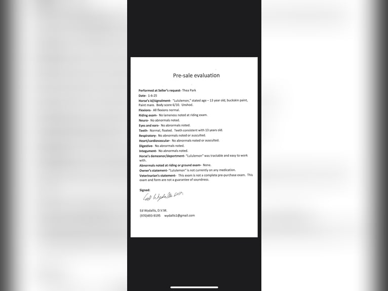 American Quarter Horse Wałach 14 lat 152 cm Jelenia in Fort Collins, CO