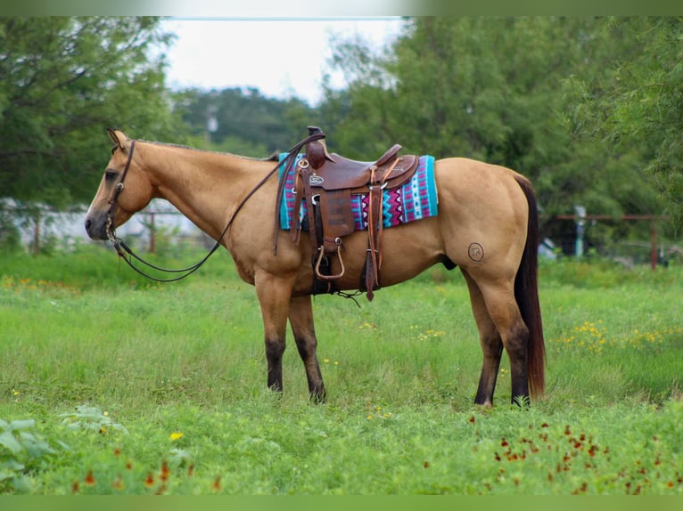 American Quarter Horse Wałach 14 lat 152 cm Jelenia in Stephenville TX