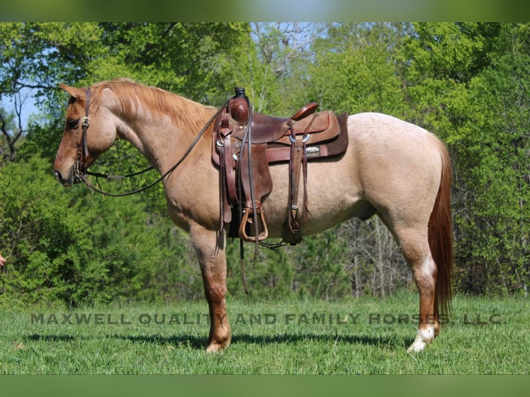 American Quarter Horse Wałach 14 lat 152 cm Kasztanowatodereszowata in Cherryville NC