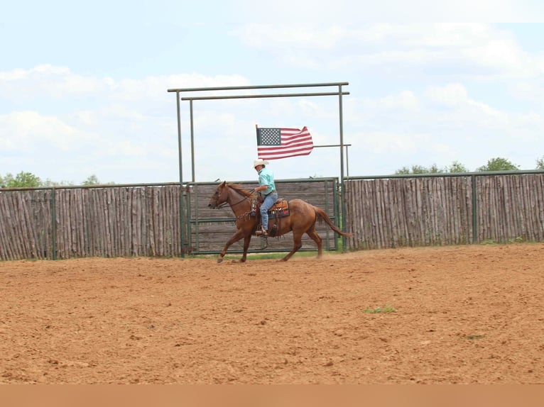 American Quarter Horse Wałach 14 lat 152 cm Kasztanowatodereszowata in lipan Tx