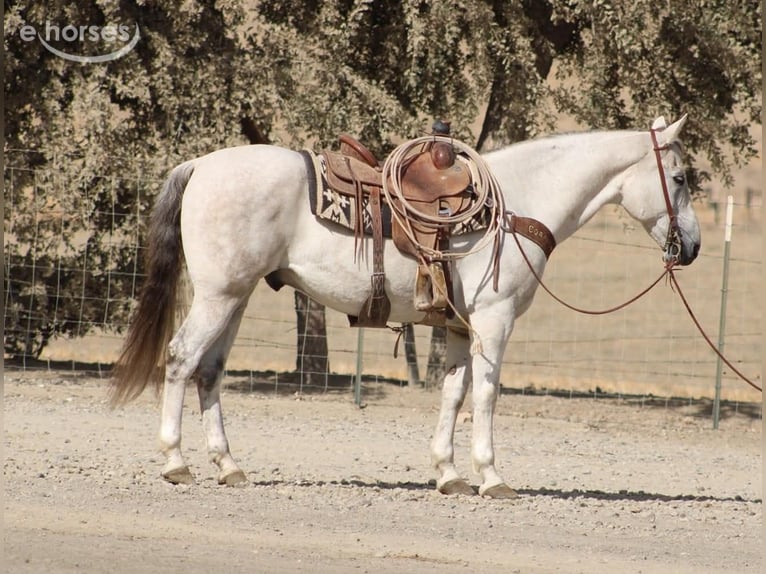 American Quarter Horse Wałach 14 lat 152 cm Siwa in Tres Pinos