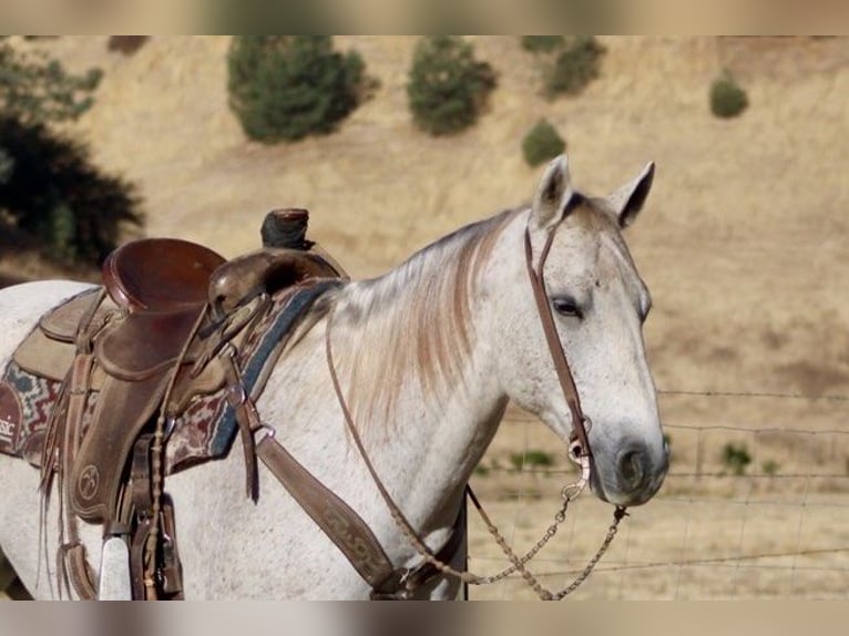 American Quarter Horse Wałach 14 lat 152 cm Siwa in Paicines CA