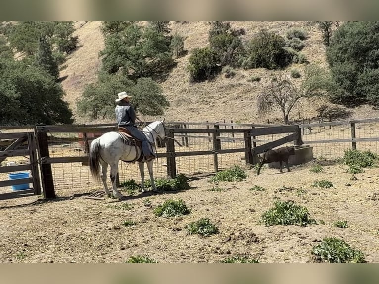 American Quarter Horse Wałach 14 lat 152 cm Siwa in Paicines CA