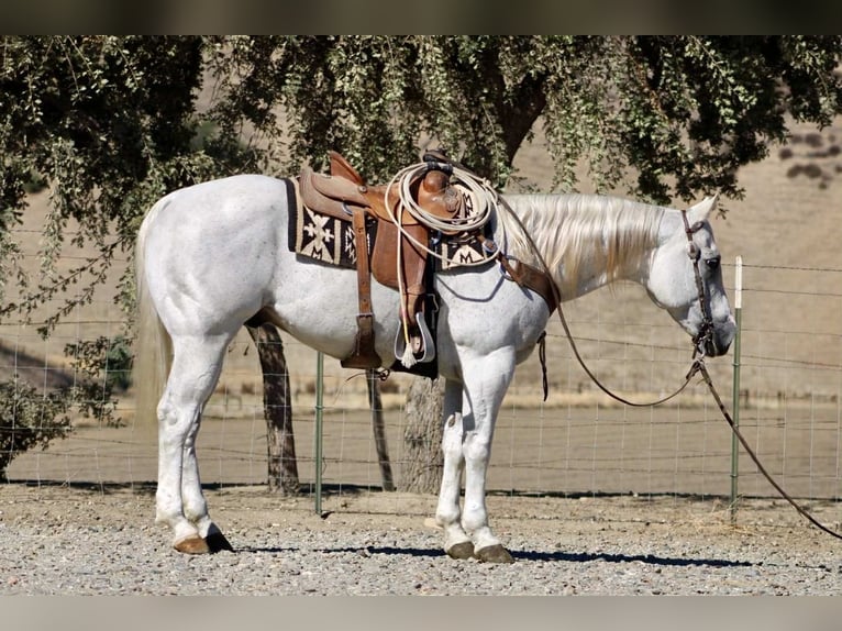 American Quarter Horse Wałach 14 lat 152 cm Siwa in Paicines CA