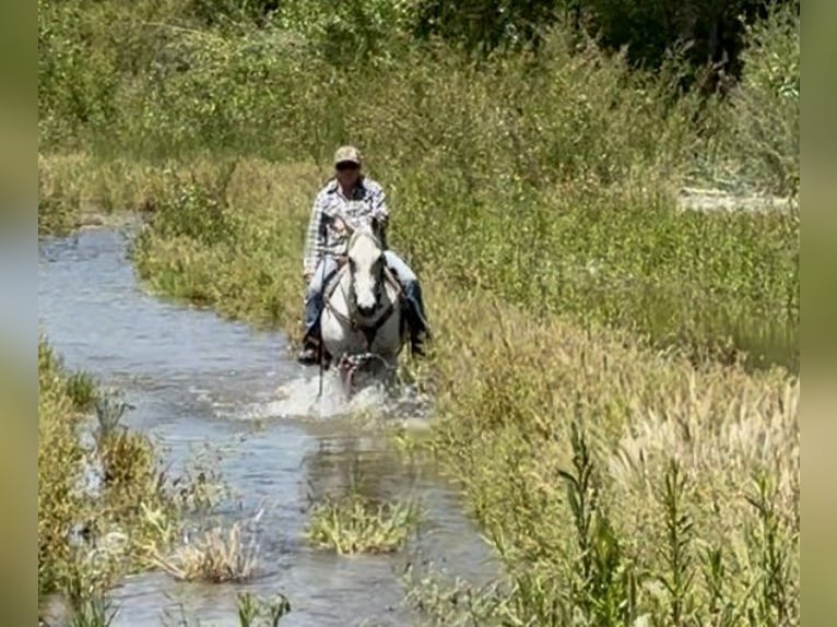 American Quarter Horse Wałach 14 lat 152 cm Siwa in Paicines CA