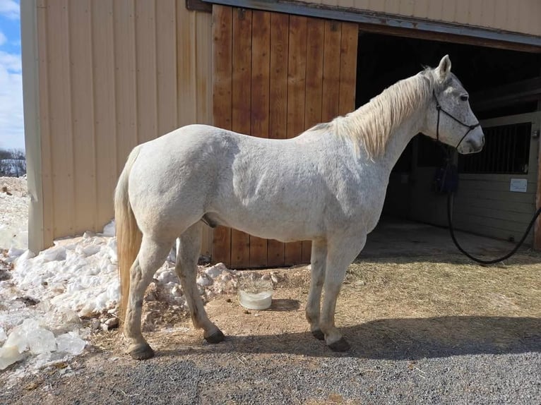 American Quarter Horse Wałach 14 lat 152 cm Siwa in Ringgold