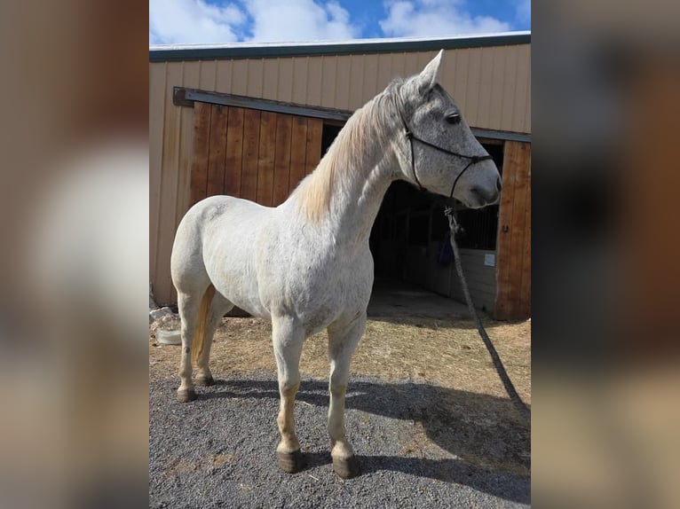 American Quarter Horse Wałach 14 lat 152 cm Siwa in Ringgold