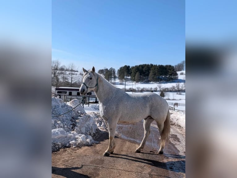 American Quarter Horse Wałach 14 lat 152 cm Siwa in Ringgold