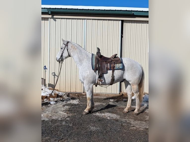 American Quarter Horse Wałach 14 lat 152 cm Siwa in Ringgold