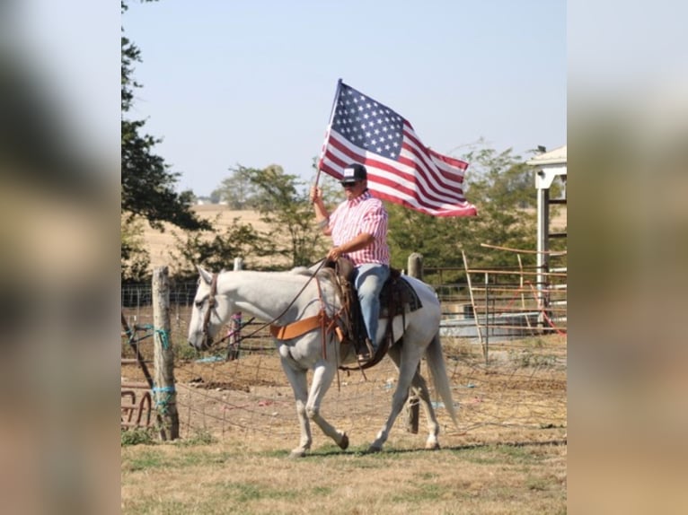 American Quarter Horse Wałach 14 lat 152 cm Siwa in Charleston