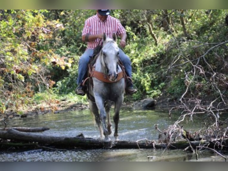 American Quarter Horse Wałach 14 lat 152 cm Siwa in Charleston