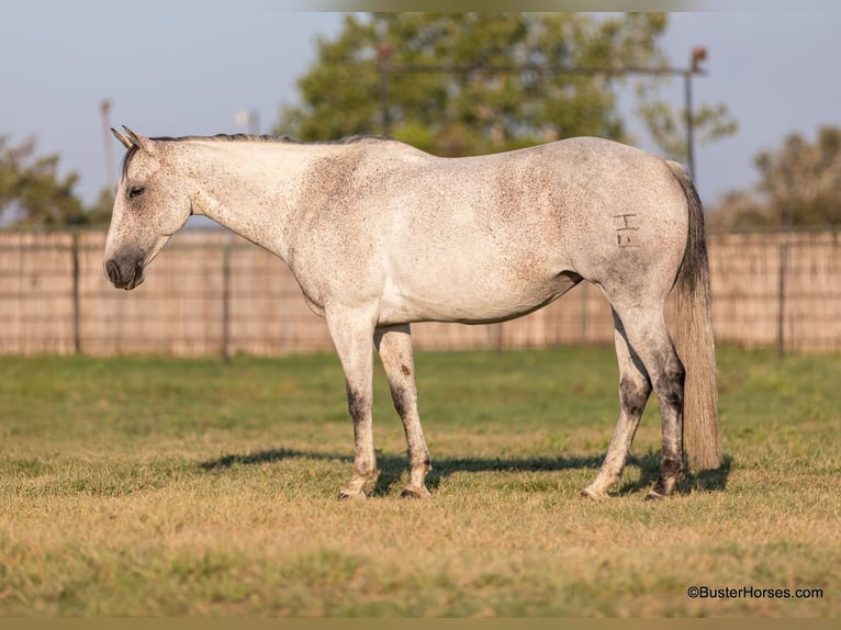 American Quarter Horse Wałach 14 lat 152 cm Siwa in Weatherford TX